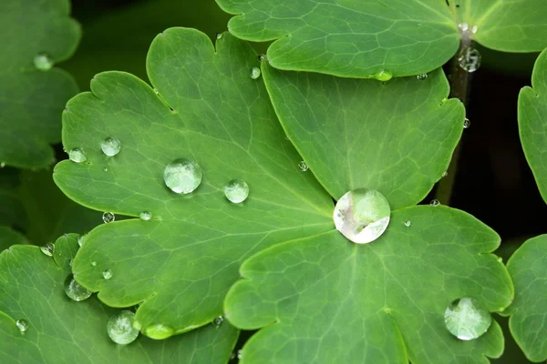 Gotas de agua. —  Fotos de Stock