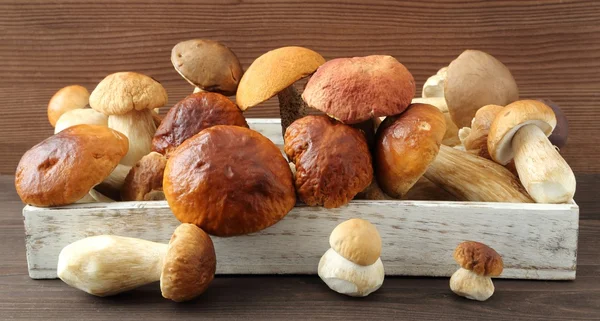 Porcini mushrooms — Stock Photo, Image