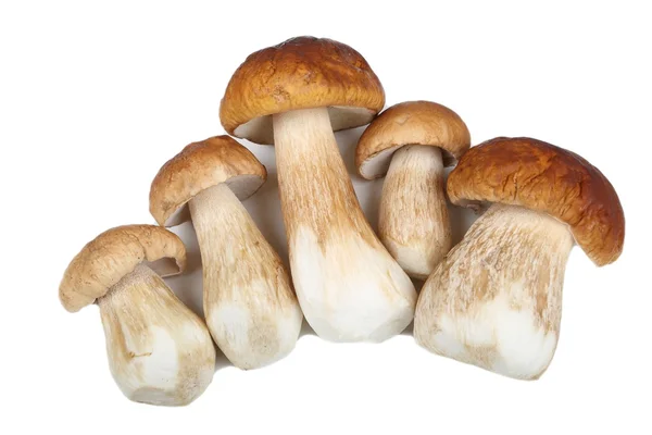 Porcini paddestoelen — Stockfoto