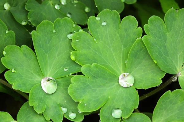 Gotas de agua. —  Fotos de Stock