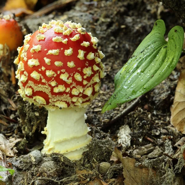 Amanita muscaria — Fotografia de Stock