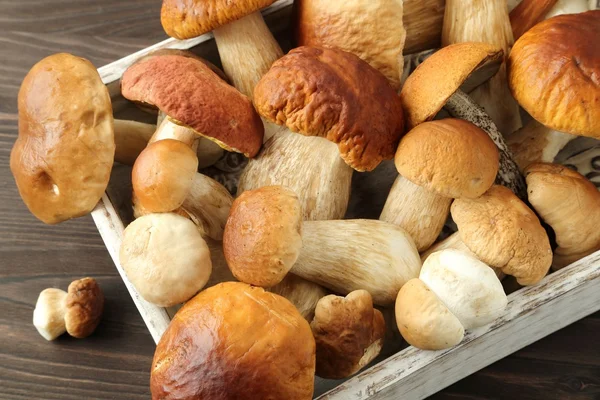 Porcini mushrooms — Stock Photo, Image