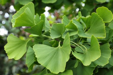 Ginkgo biloba