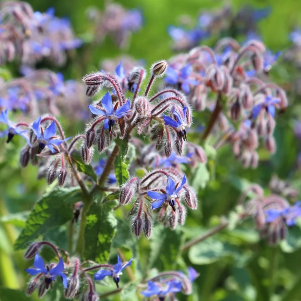 Borage — Stock Photo, Image