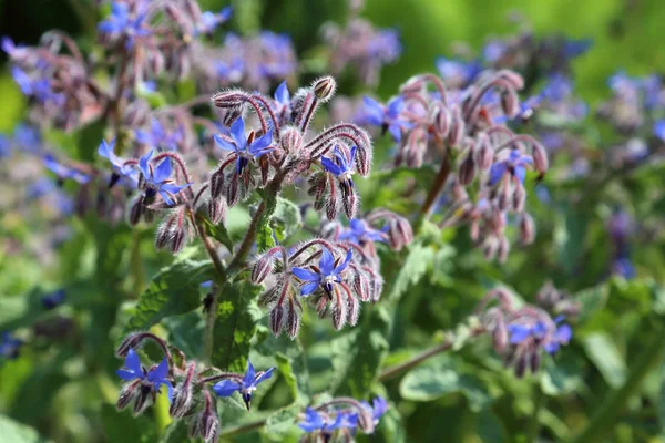 Borage — Stock Photo, Image