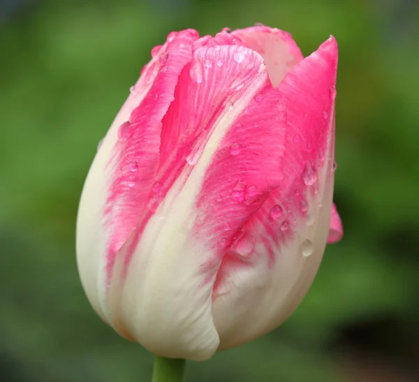 Weiße und rosa Tulpe — Stockfoto