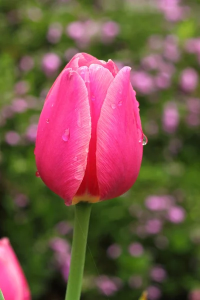 Rosa Tulpe — Stockfoto