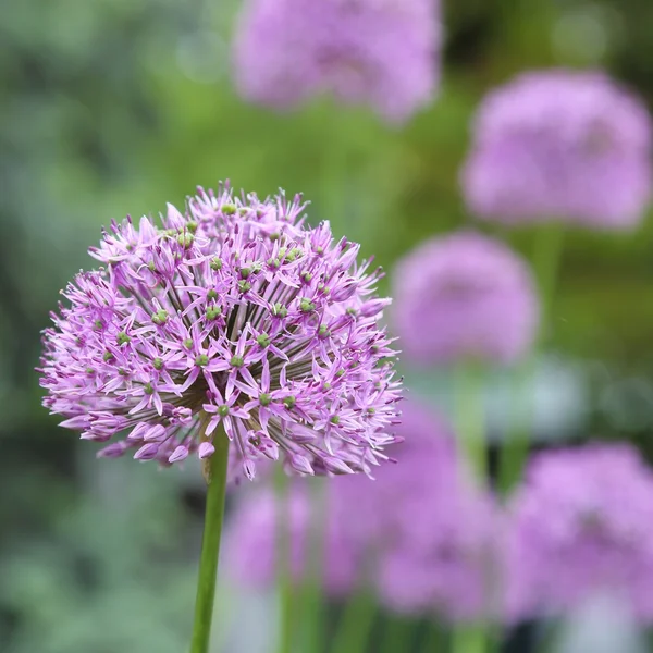 Alium Giganteum — стокове фото