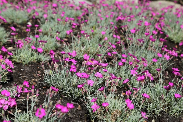 Doncella Rosa —  Fotos de Stock