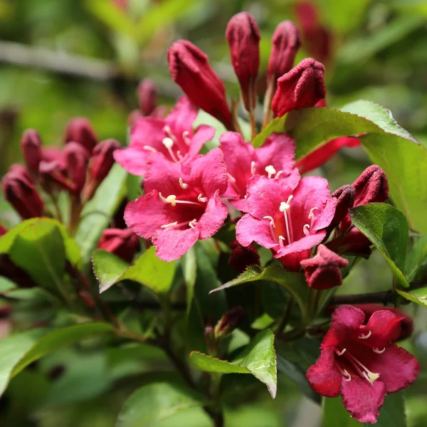 Weigela — Stock Photo, Image