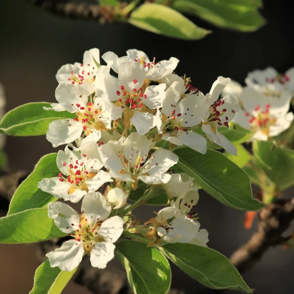 Flor de manzana — Foto de Stock