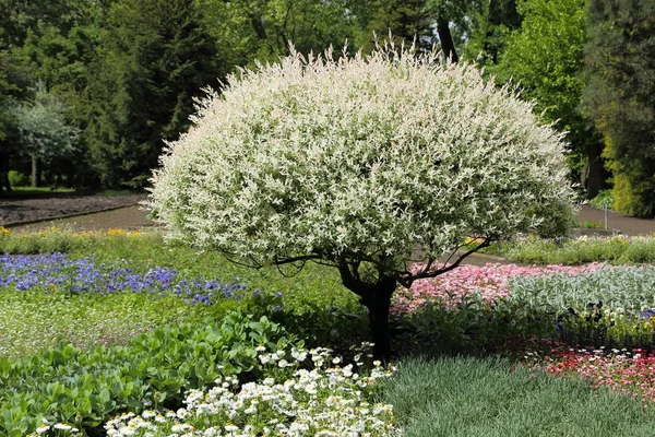 Wilg in de tuin. — Stockfoto