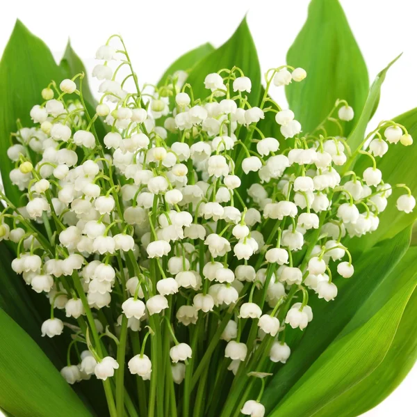 Lily of the valley. — Stock Photo, Image