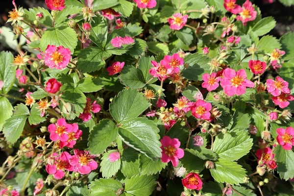Flowering strawberry. — Stock Photo, Image