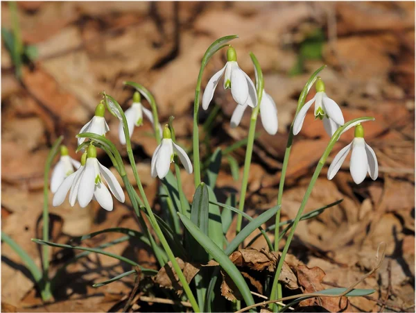 Kardelen — Stok fotoğraf