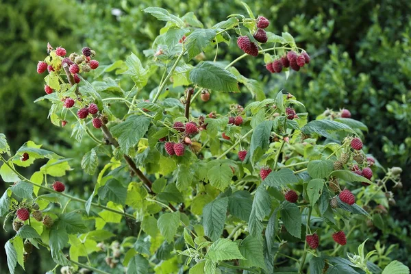 Raspberries — Stock Photo, Image