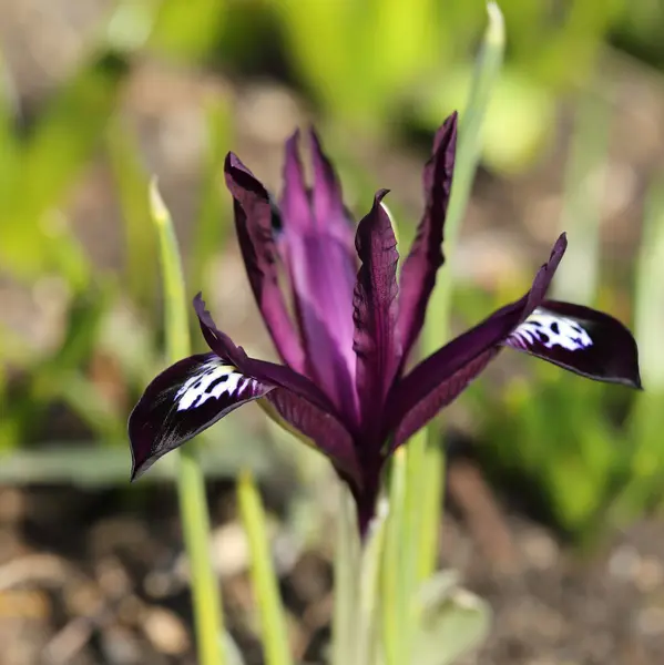 Íris pumila — Fotografia de Stock