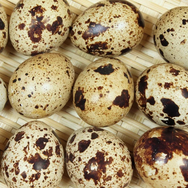 Quail eggs. — Stock Photo, Image