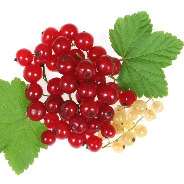 Currant fruit — Stock Photo, Image