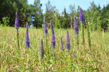 Veronica spicata clipart