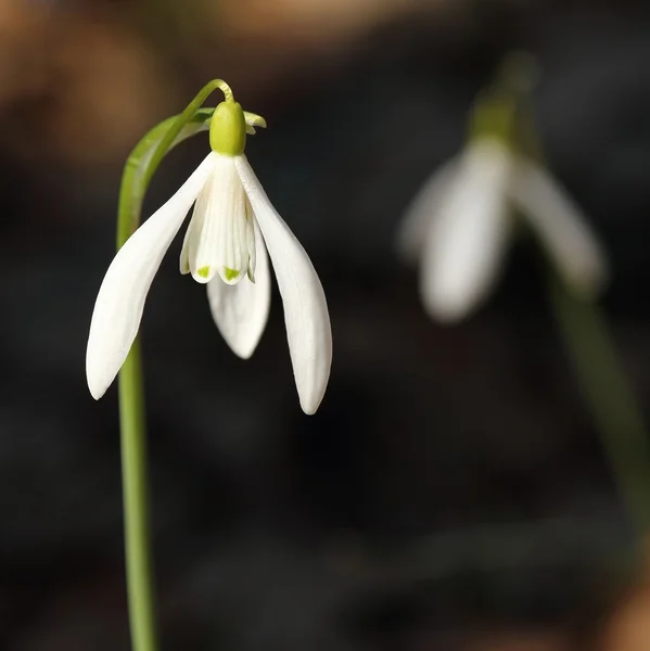 Kropla śniegu — Zdjęcie stockowe