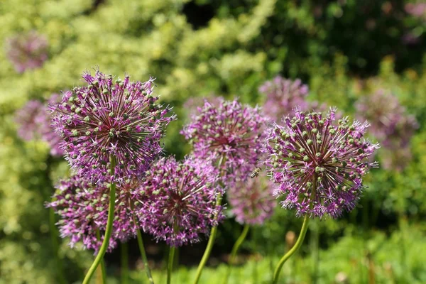 Alium Giganteum — Foto Stock