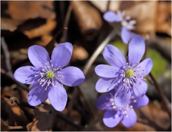 Anemone hepatica. — Stock Photo, Image