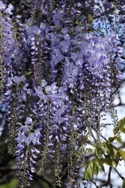 Wisteria.