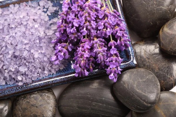 Lavendel. — Stockfoto