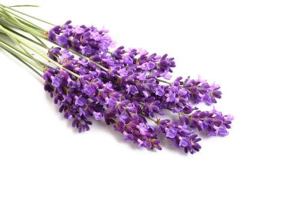 Lavanda — Fotografia de Stock