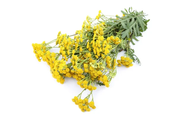 Tansy... . — Fotografia de Stock