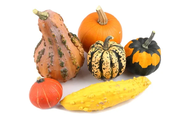 Squash and pumpkins. — Stock Photo, Image