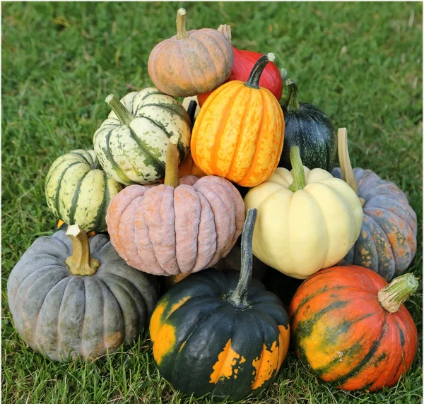 Squash and pumpkins. — Stock Photo, Image