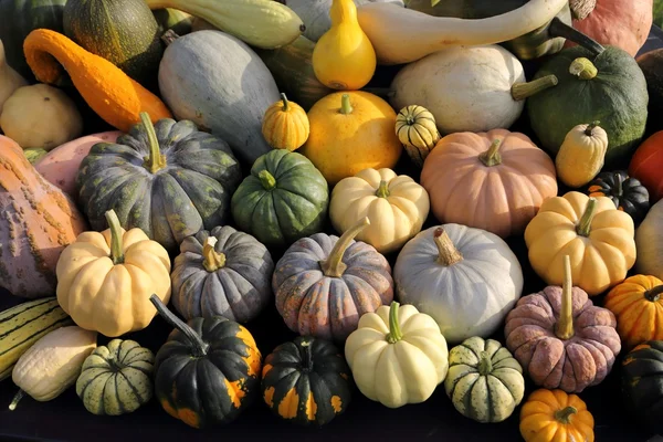 Squash ve kabaklar.