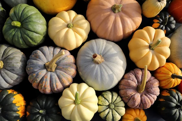 Squash en pompoenen. — Stockfoto