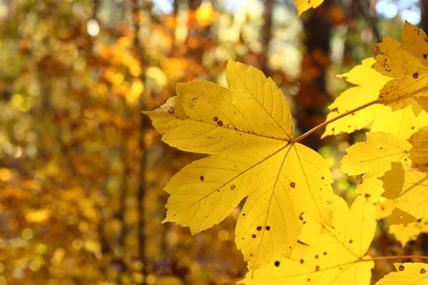 Hojas de otoño a la luz del sol. —  Fotos de Stock