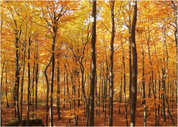 Bosque de otoño. hermoso paisaje . —  Fotos de Stock