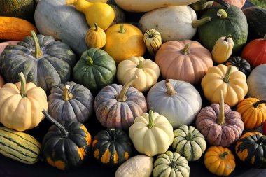 Squash ve kabaklar.