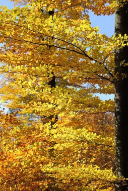 Renkli, sonbahar yaprakları.