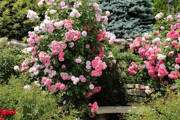 Lindas rosas vermelhas . — Fotografia de Stock