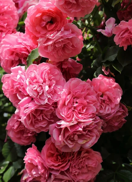Schöne, rosa Rosen. — Stockfoto
