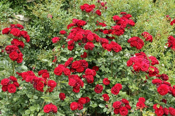 Hermosas rosas rojas. . — Foto de Stock