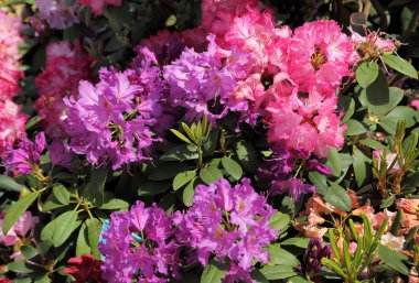 Pembe rhododendron çiçeği
