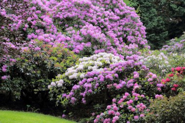 Pembe rhododendron çiçeği