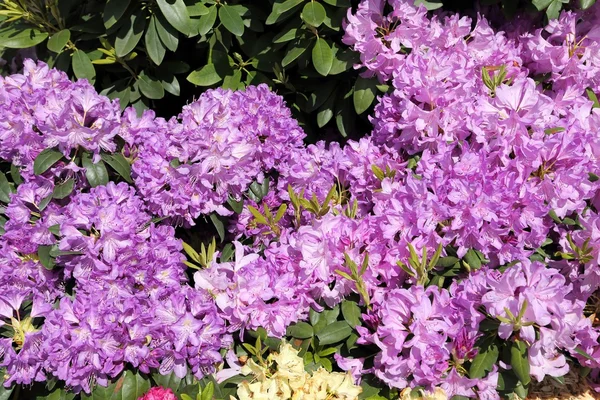 Flor de rododendro rosa — Fotografia de Stock