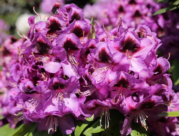 Flor de rododendro rosa — Fotografia de Stock