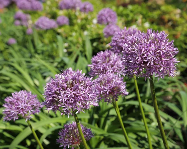 Alium Giganteum cabeça de flor — Fotografia de Stock