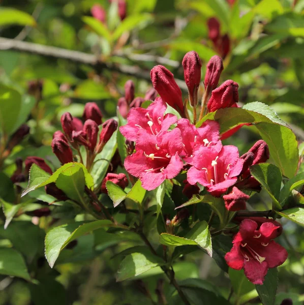 Weigela. Pink flower. — Stock Photo, Image