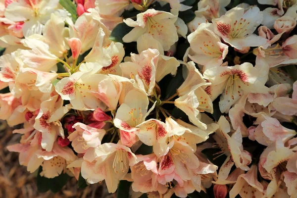 Linda flor de Rhododendron — Fotografia de Stock