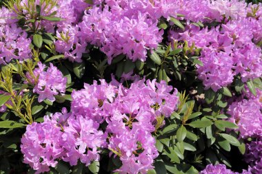 Güzel ormangülü çiçek